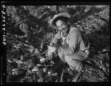 Mexican agricultural laborer top sugar beets near Stockton, California.